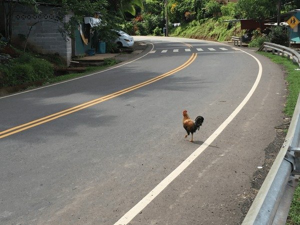 Neuigkeiten über Chicken Road 2: Kostenlose Demo und Geld Verdienen in, chicken road 2 game